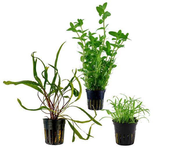 Dehner Aqua Aquarienpflanzen-Set Einsteiger
