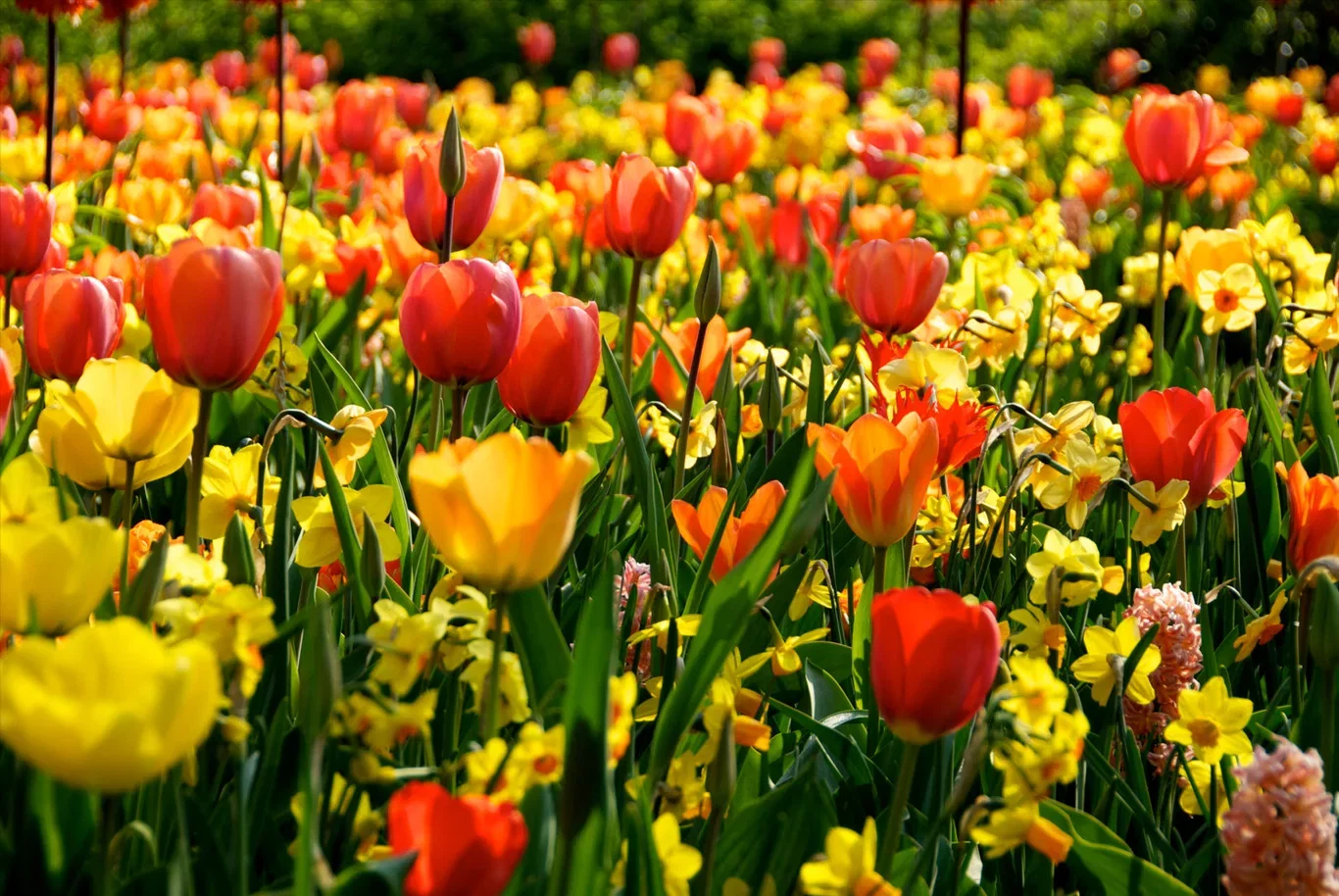 Plantagen Blomsterløk miks Ratatouille Yellow & Orange Tones