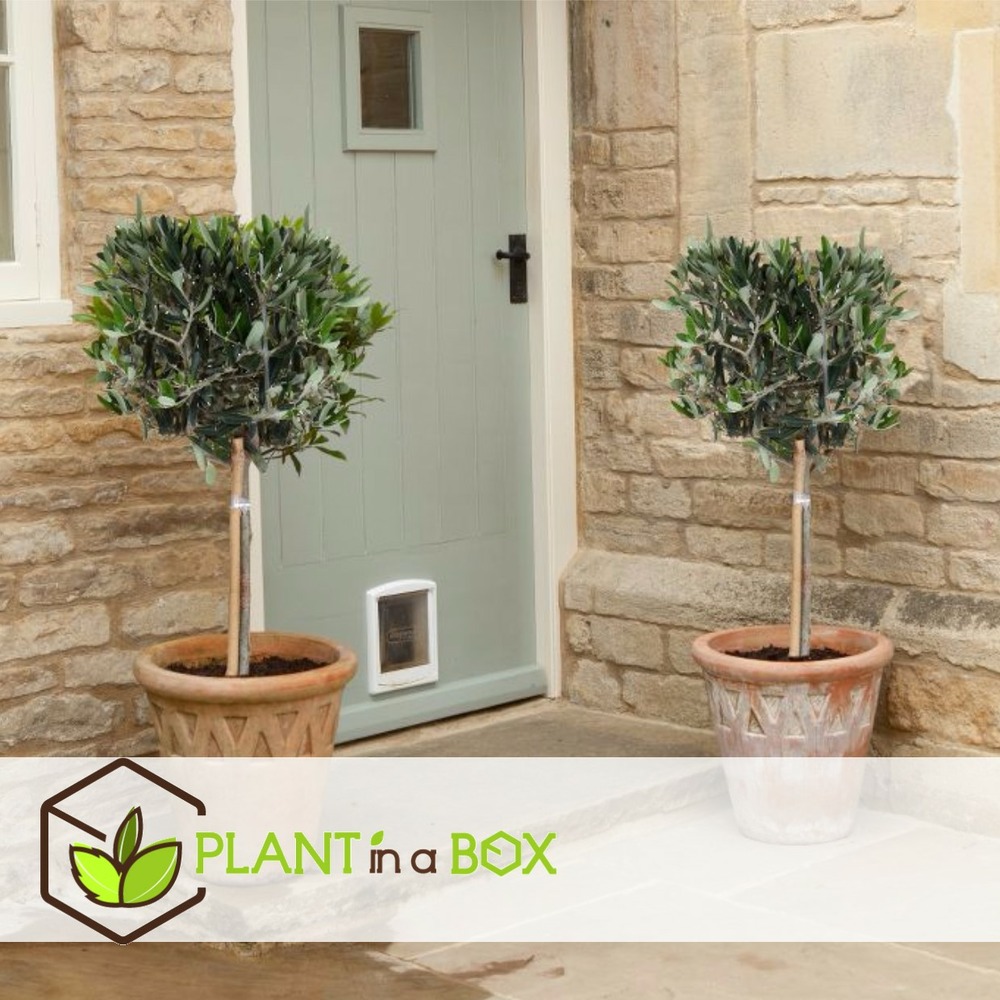 Olea europaea - set de 2 - olivier sur tige - pot 21cm - hauteur 90-100cm