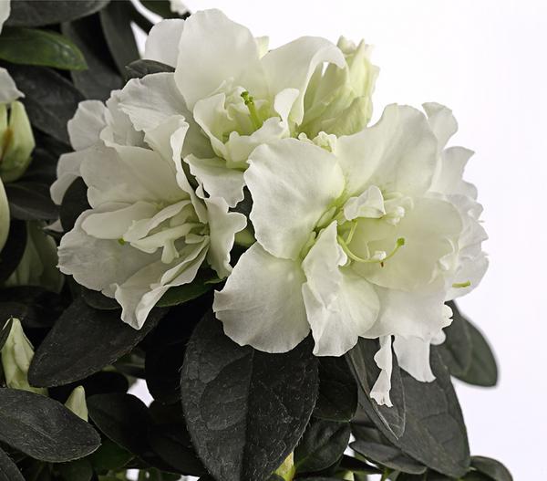 Zimmerazalee - Rhododendron simsii,