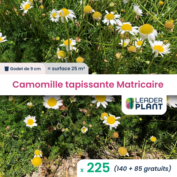 225 x camomille tapissante - matricaire gazonnante en godet