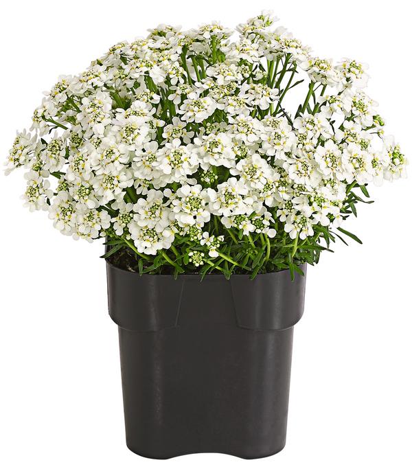 Immergrüne Schleifenblume