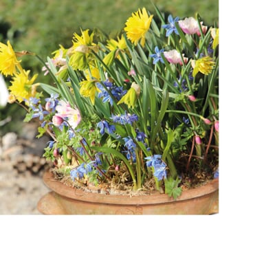 Blumenzwiebeln für Töpfe Mischung 2