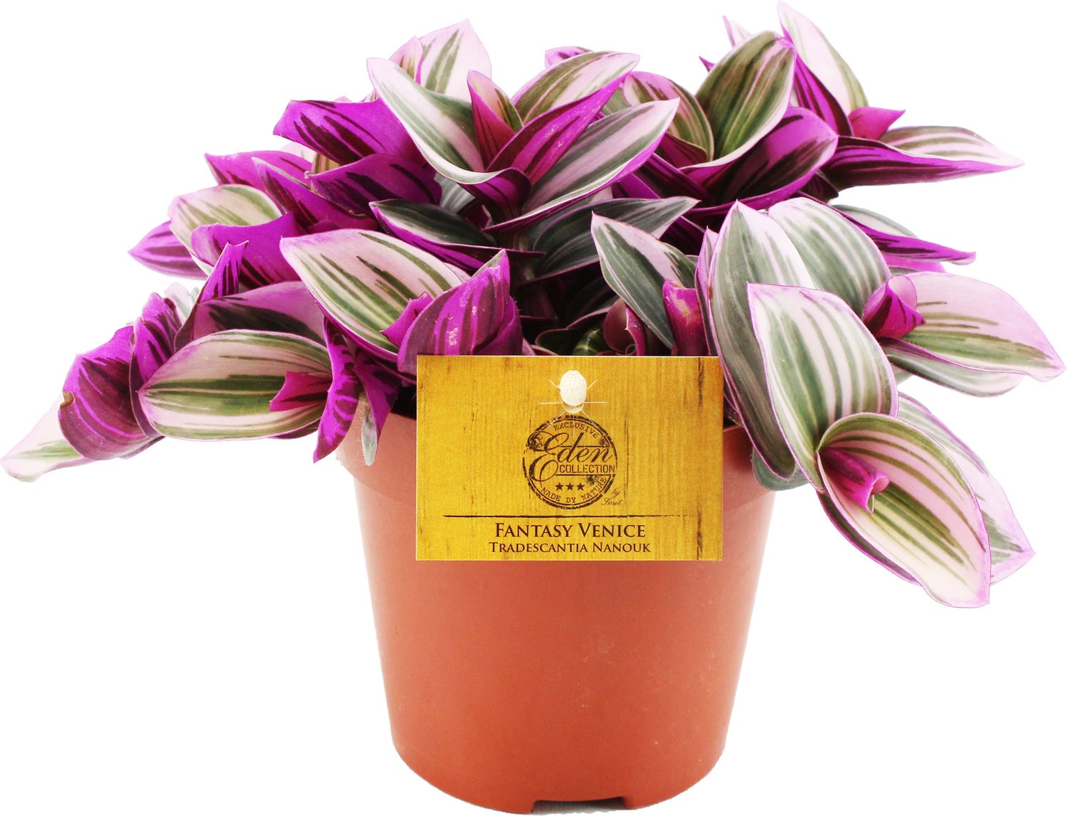 Vaderplant (Tradescantia albiflora 'Nanouk') D 12 H 20 cm