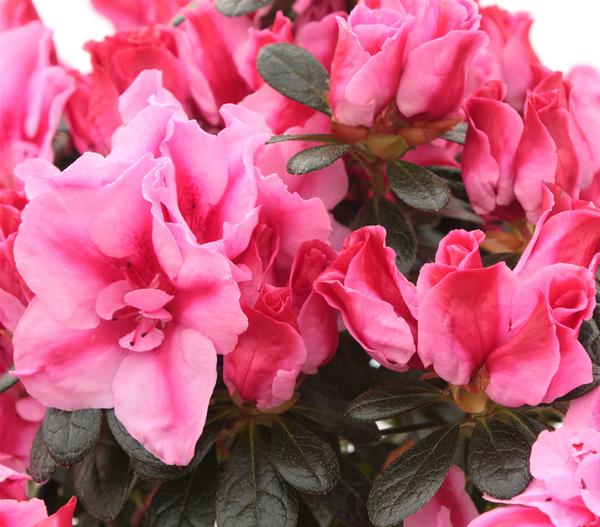 Zimmerazalee - Rhododendron simsii 'Scherrer'