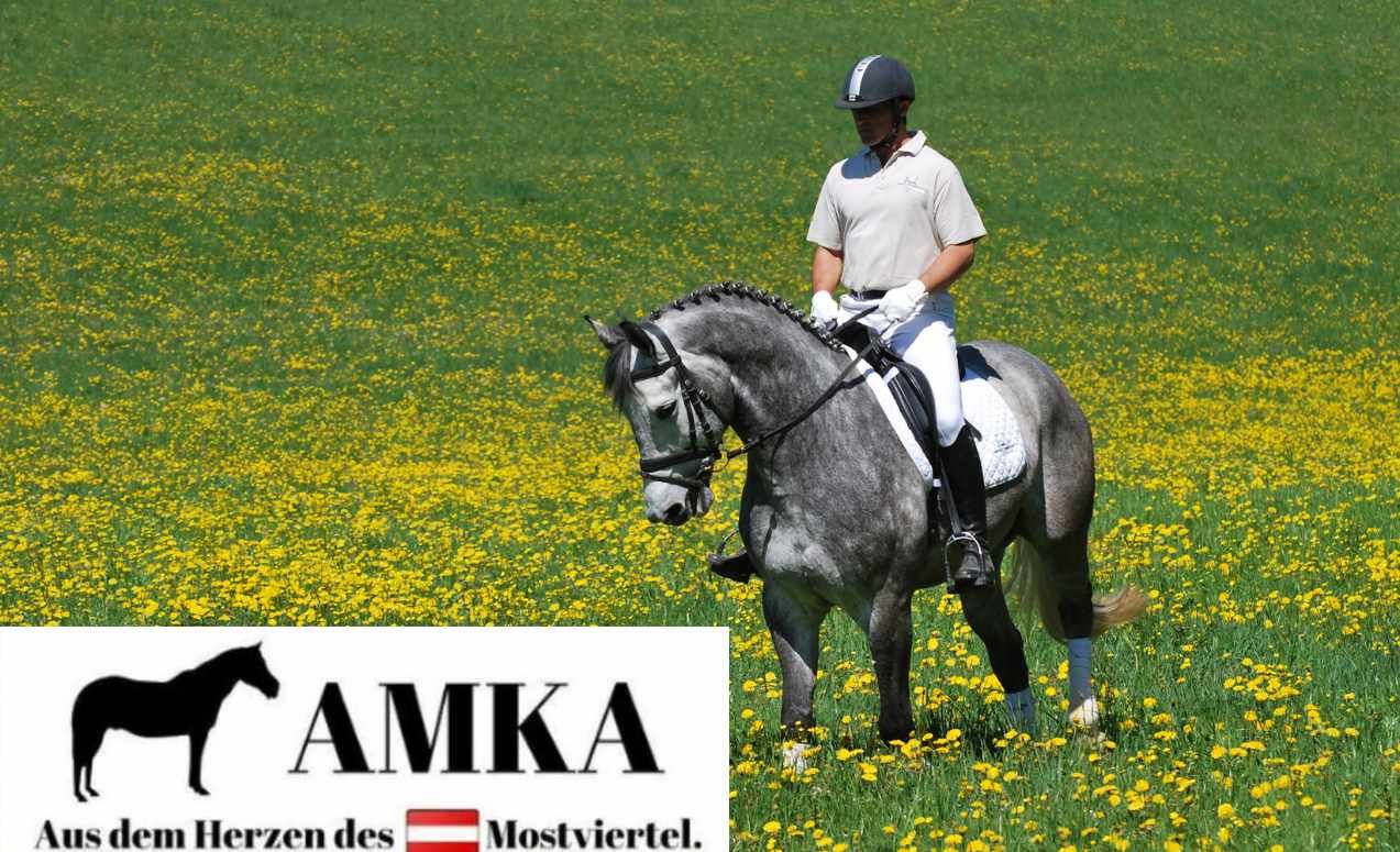 AMKA Gebissscheiben für Trense