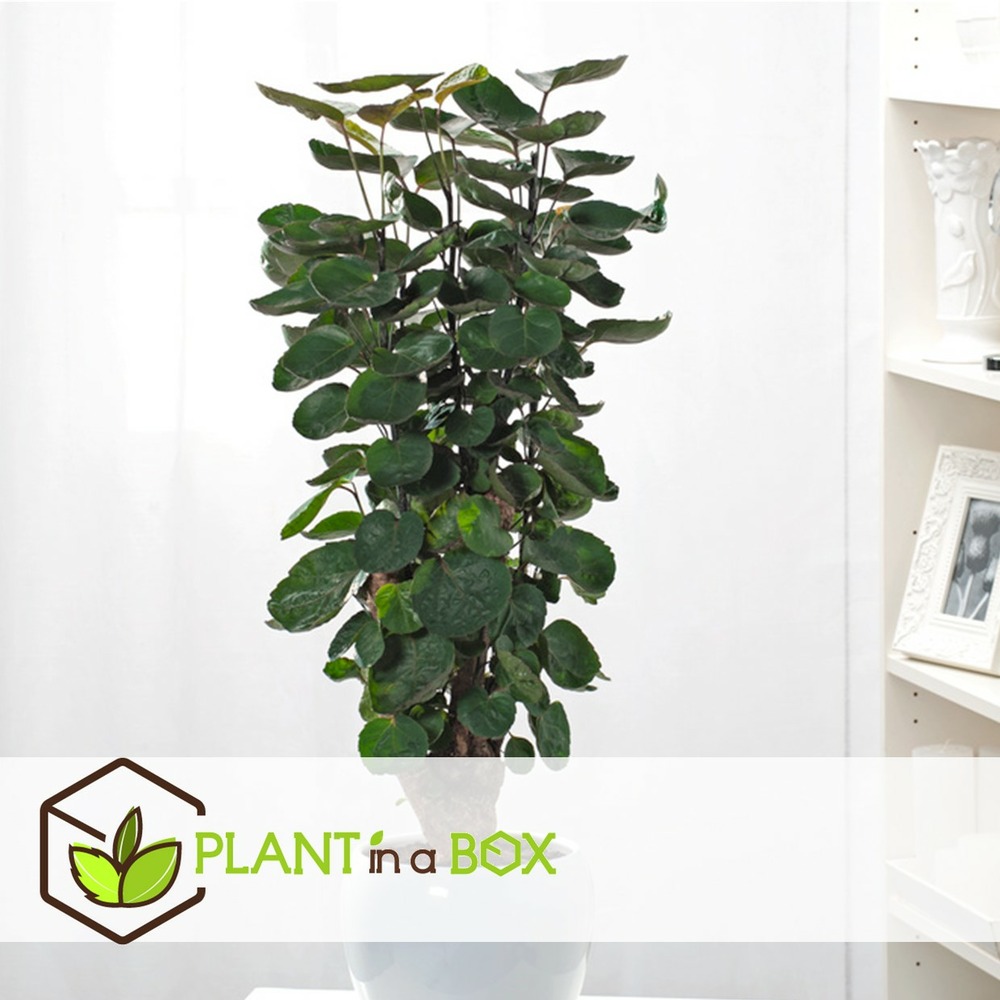 Polyscias fabian - caractéristique - pot 21cm - hauteur 80-85cm