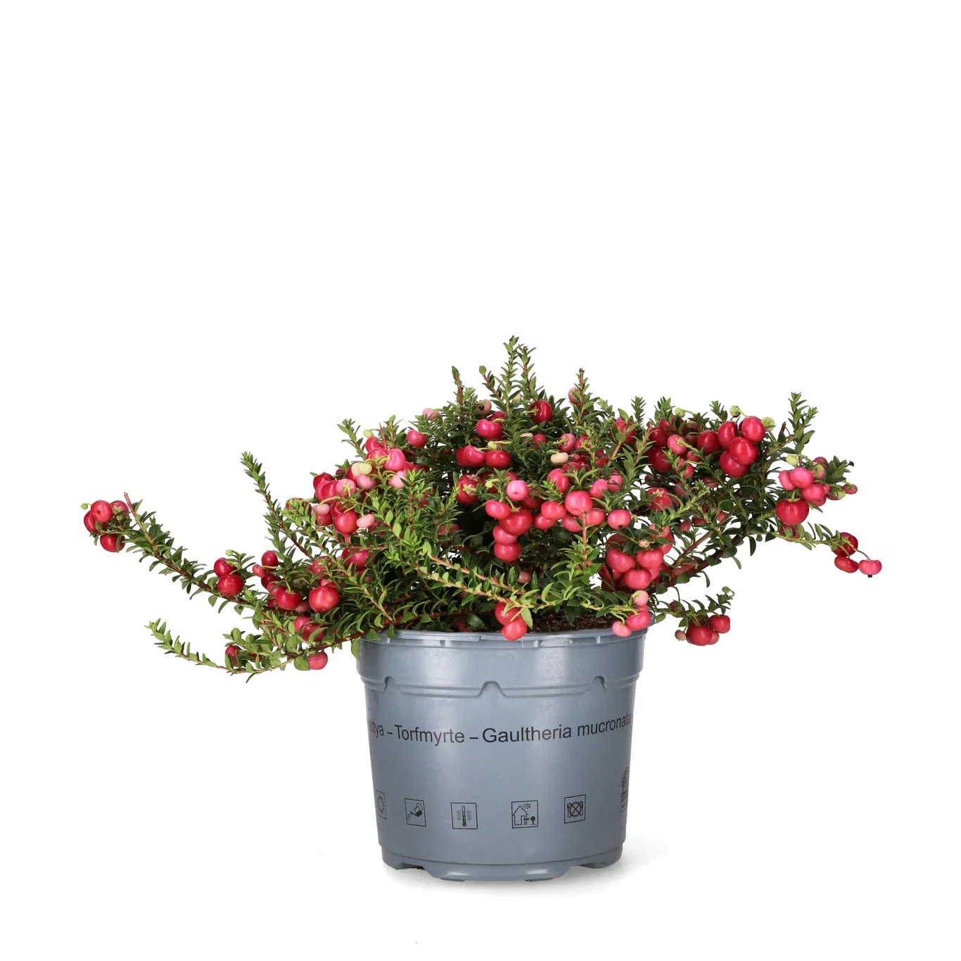 Gaultheria mucronata Bærmyrt Ø17 cm