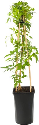 Bosrank (Clematis macropetala 'Markham's Pink') D 16 H 75 cm