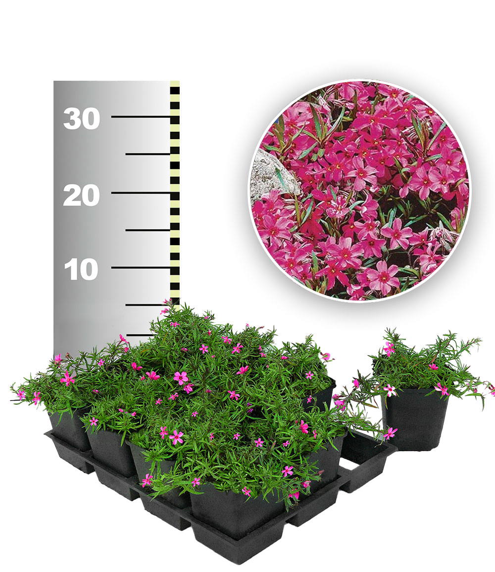Roter Teppich-Phlox 25 Stk.