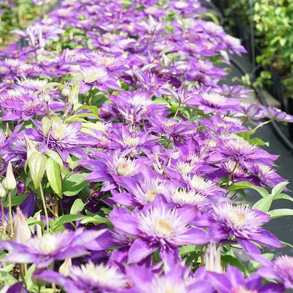 Clématite 'multi blue' - clematis 1,5l