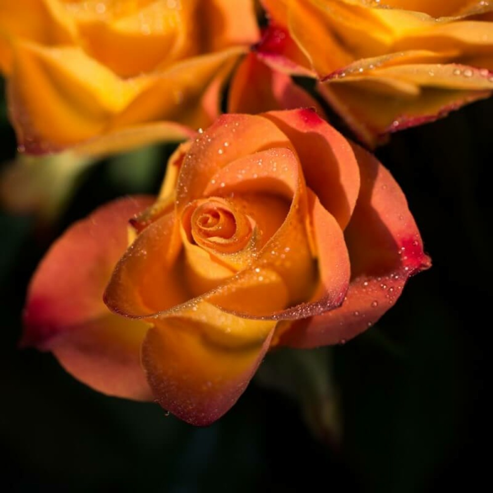 Rosier 'sutter's gold' -