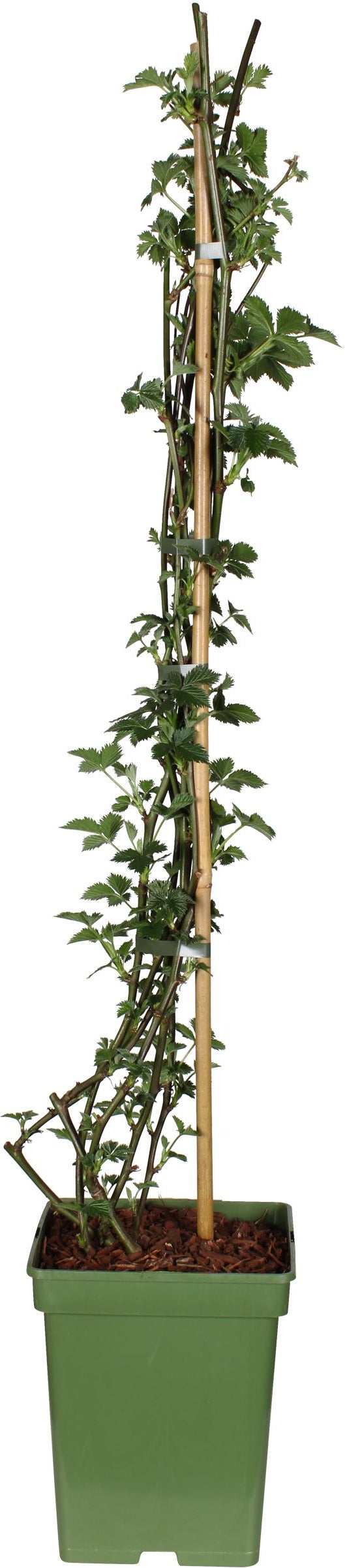 Intratuin biologische Braam (Rubus fruticosus 'Black Satin') D 23 H 100 cm