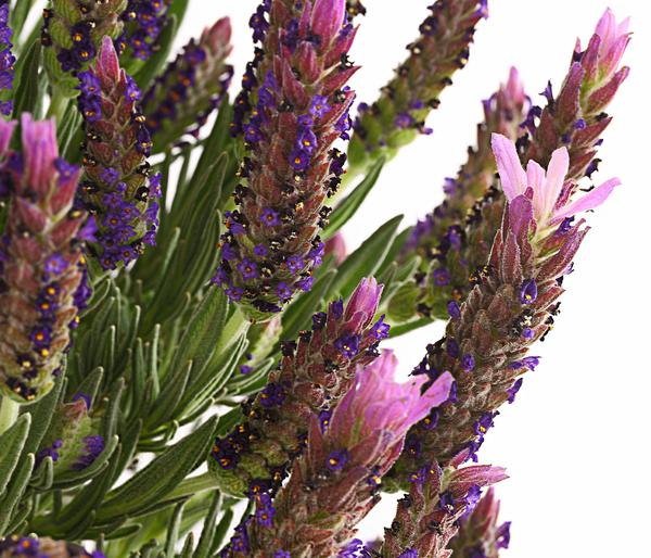 Schopf-Lavendel, Stämmchen