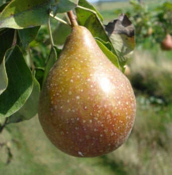 Biologische Stoofpeer (Pyrus communis 'Gieser Wildeman') D 26 H 150 cm