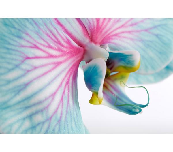 Schmetterlingsorchidee - Phalaenopsis