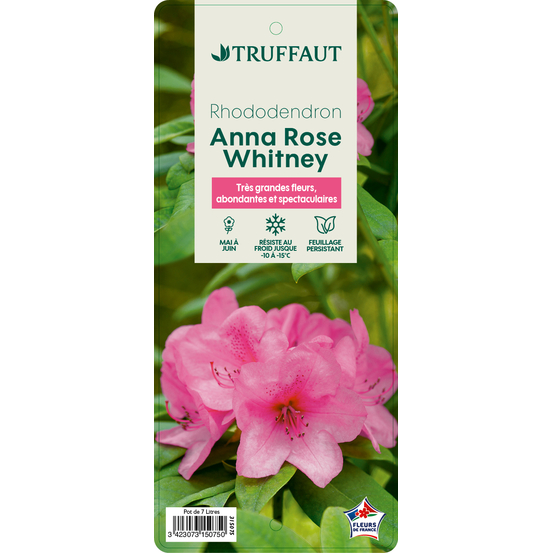 Rhododendron x 'Anna Rose Whitney' : H 40/50 cm, ctr 7 litres