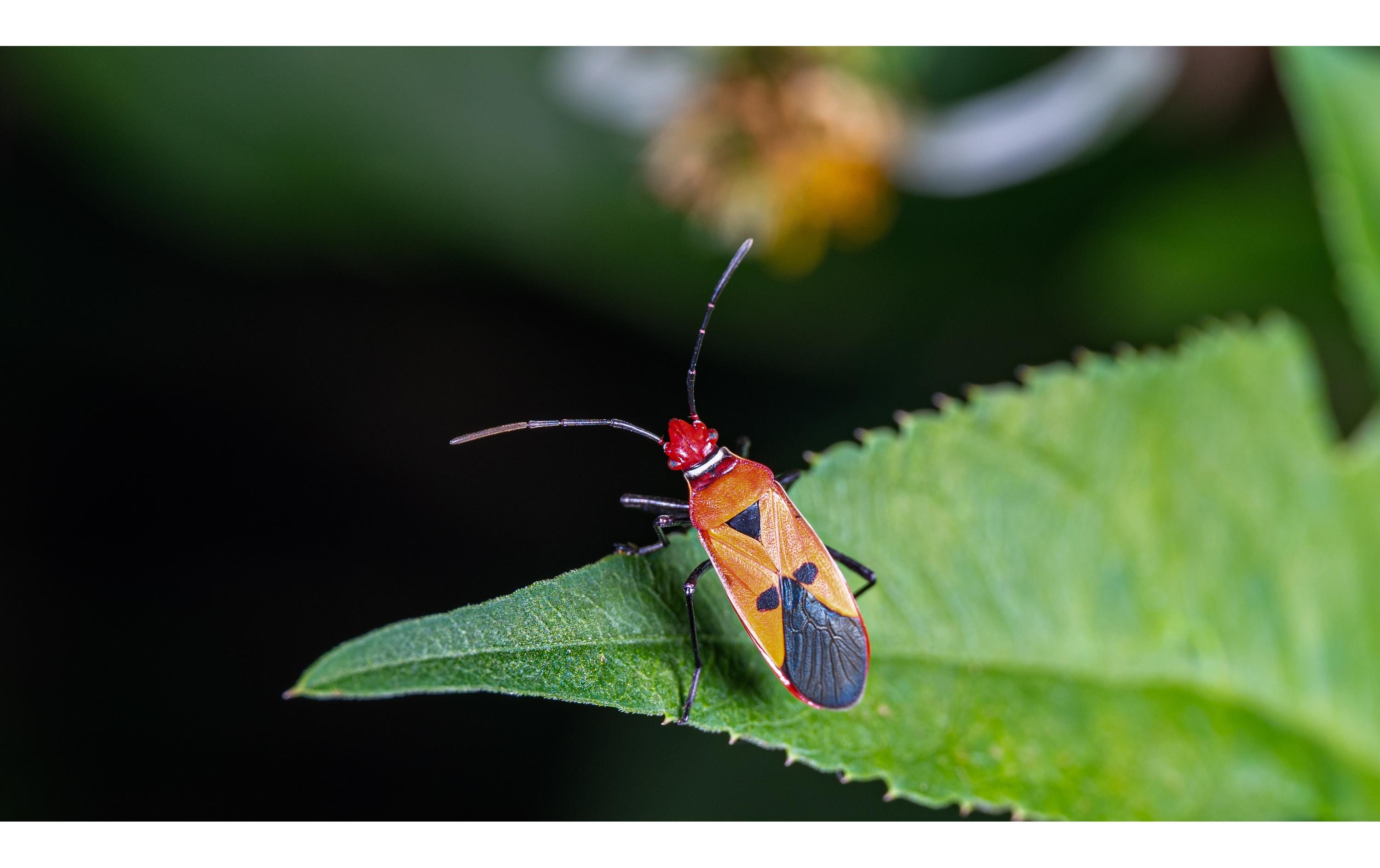 Festbrennweite 90 mm f/2.8 2x Ultra Macro APO – Sony E-Mount<br>Kompakte und leichte Ultramakro Festbrennweite