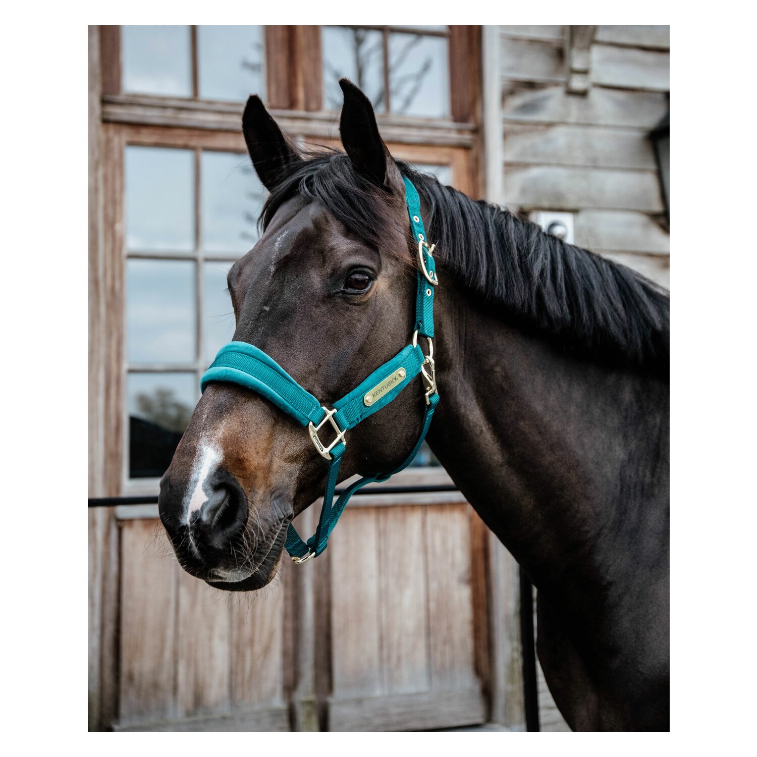 KENTUCKY Halfter Velvet  - emerald
