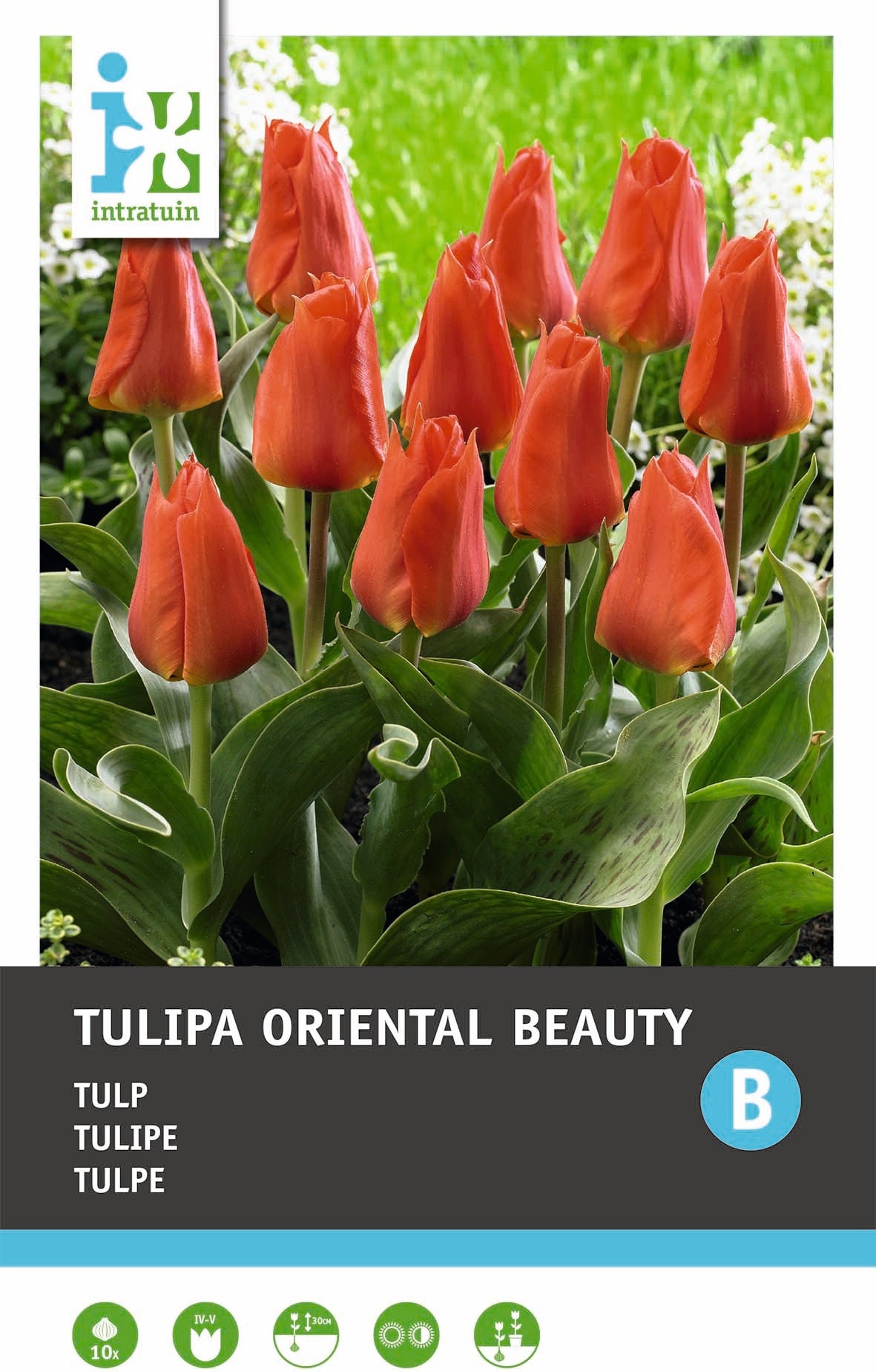 Intratuin bloembollen Tulp (Tulipa 'Oriental Beauty')10 stuks