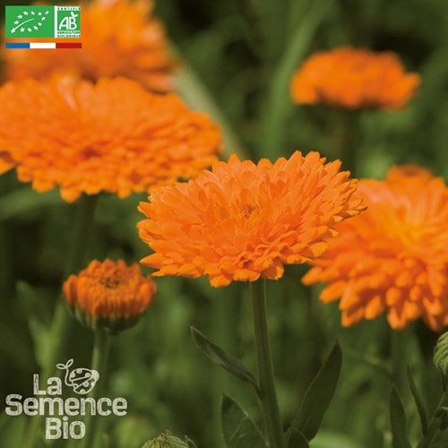 Souci des jardins bio