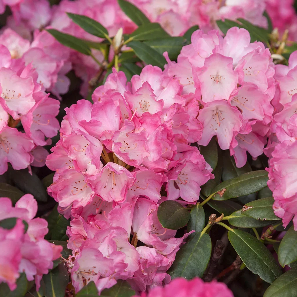 Rhododendron yak.'Fantastica' 23cm Rododendron 'Fantastica' Ø19 cm
