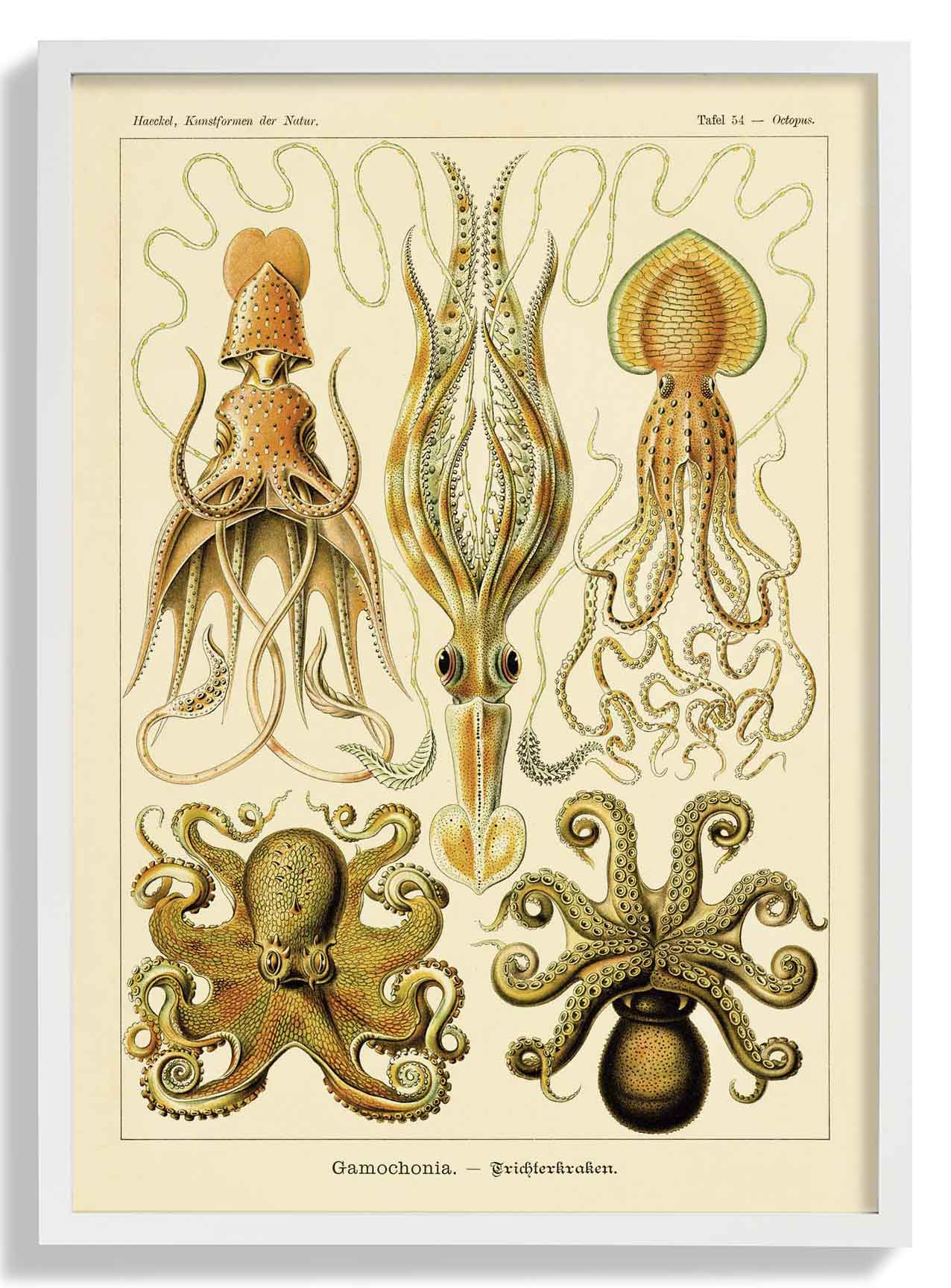 Gamochonia von Ernst Haeckel