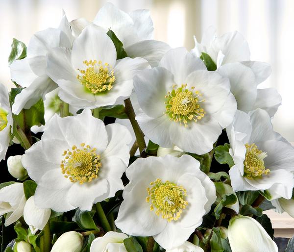 Christrose 'HGC® Wintergold®'