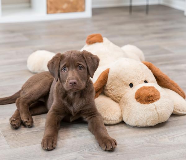 Trixie Hundespielzeug Ankuschelhund Benny