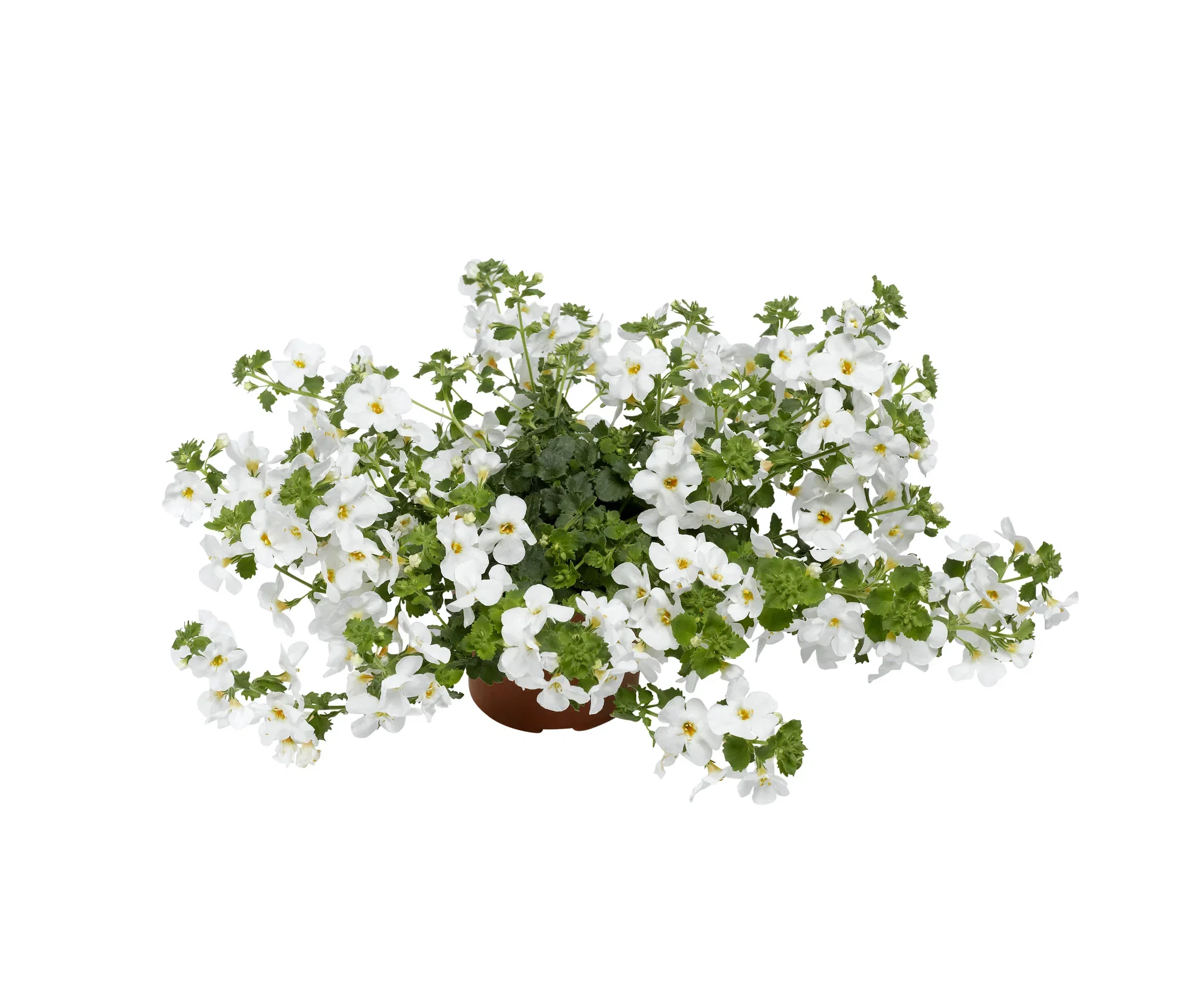 Sutera White 12 cm Snøfnugg Ø12 cm