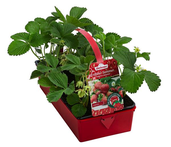 Erdbeer-Set Erdbeer-Sommer, 4 Sorten,