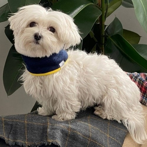 Cachecol reversível Uoamy para cães, azul