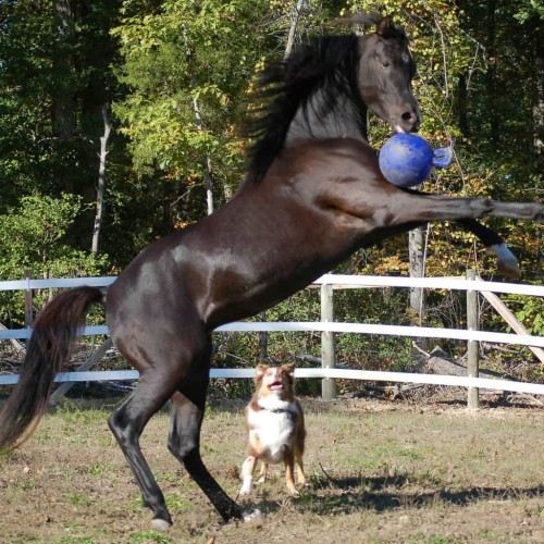 Brinquedo resistente para cães, azul