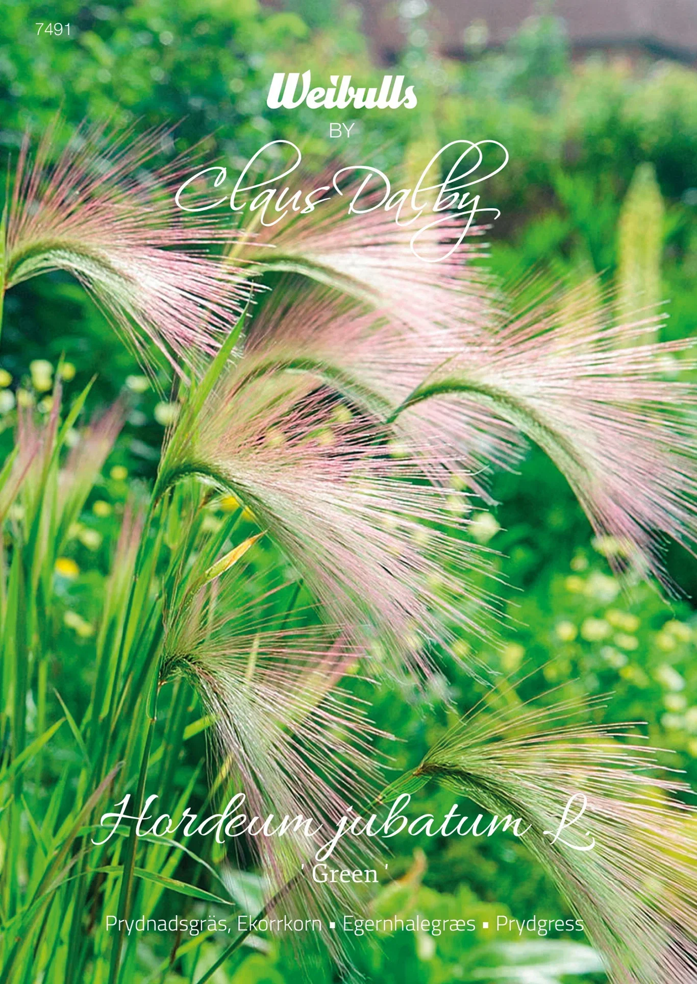 Hordeum jubatum 'Green' Ekornfrø 'Grønn'