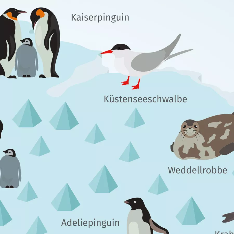 Nikima Poster Kinder Lernposter - Tiere der Antarktis - in 3 Größen bunt