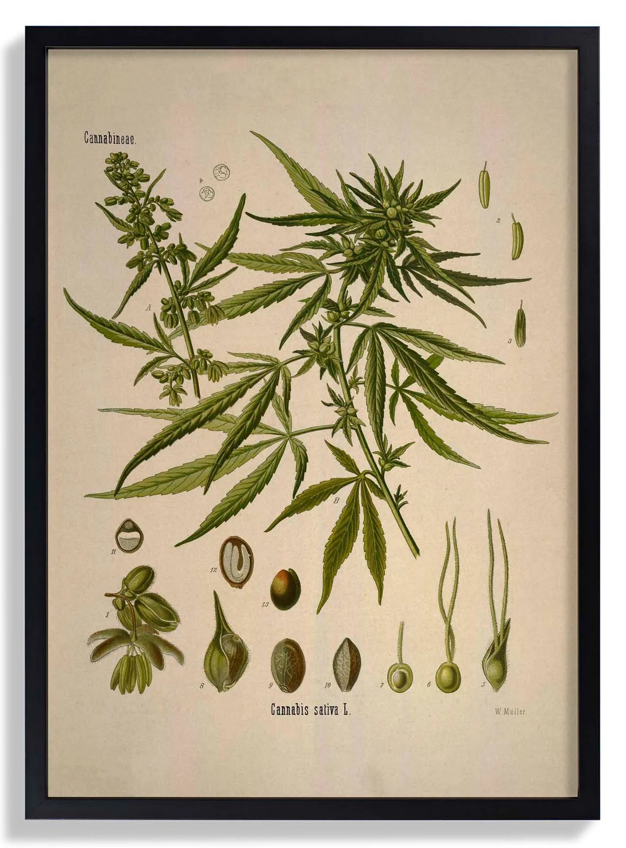 Cannabis Sativa Schule