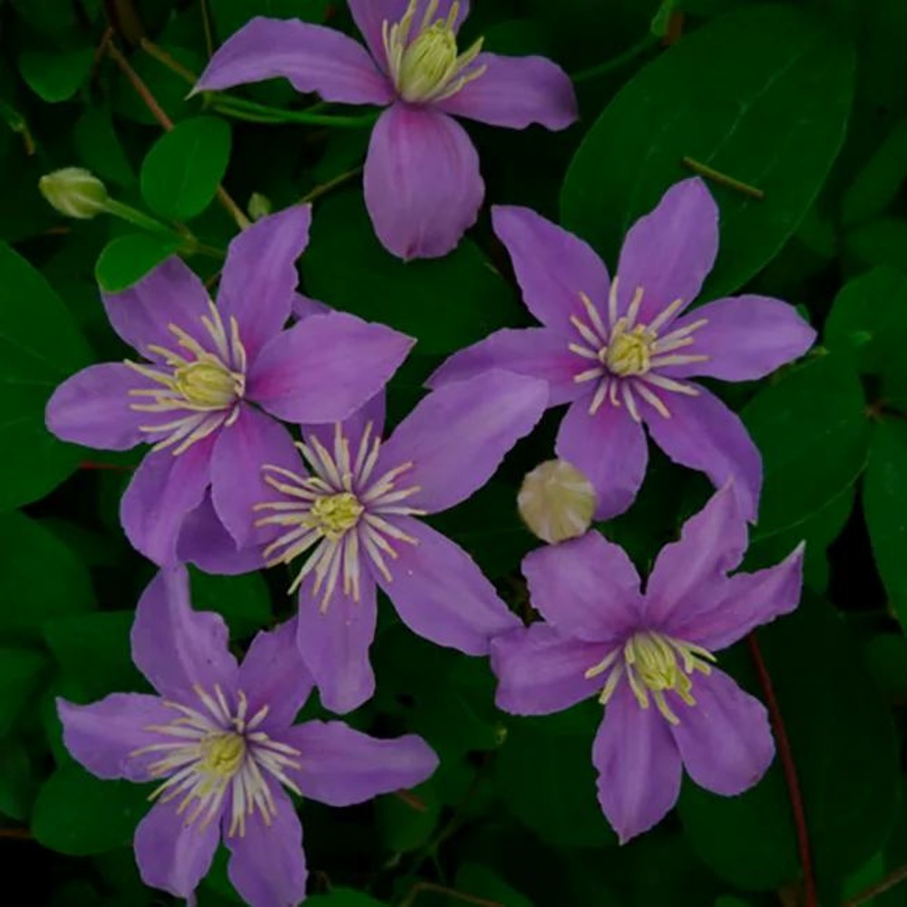 Clématite 'justa' - clematis 3l