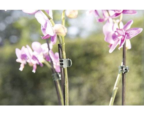 Orchideeënklemmen FloraSelf kunststof 10 stuks