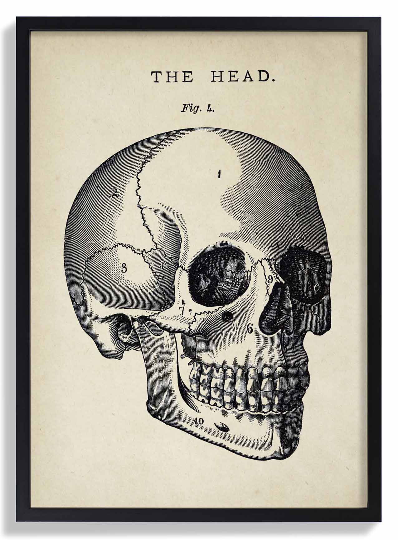 Antiker Totenkopf