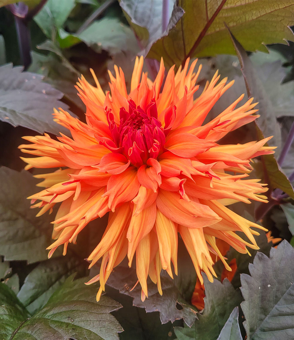 Dahlie 'Iron in the Fire®'