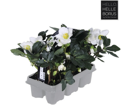 Kerstroos set van 6 FloraSelf Helleborus niger 'Christmas Carol'