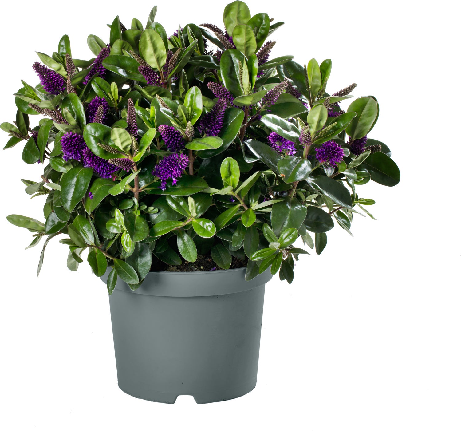 Struikveronica (Hebe hebedonna 'Alexa') D 23 H 45 cm
