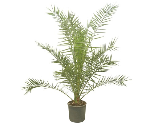 Canary Island Date Palm FloraSelf Phoenix canariensis H 100-120 cm Ø 17 cm pot