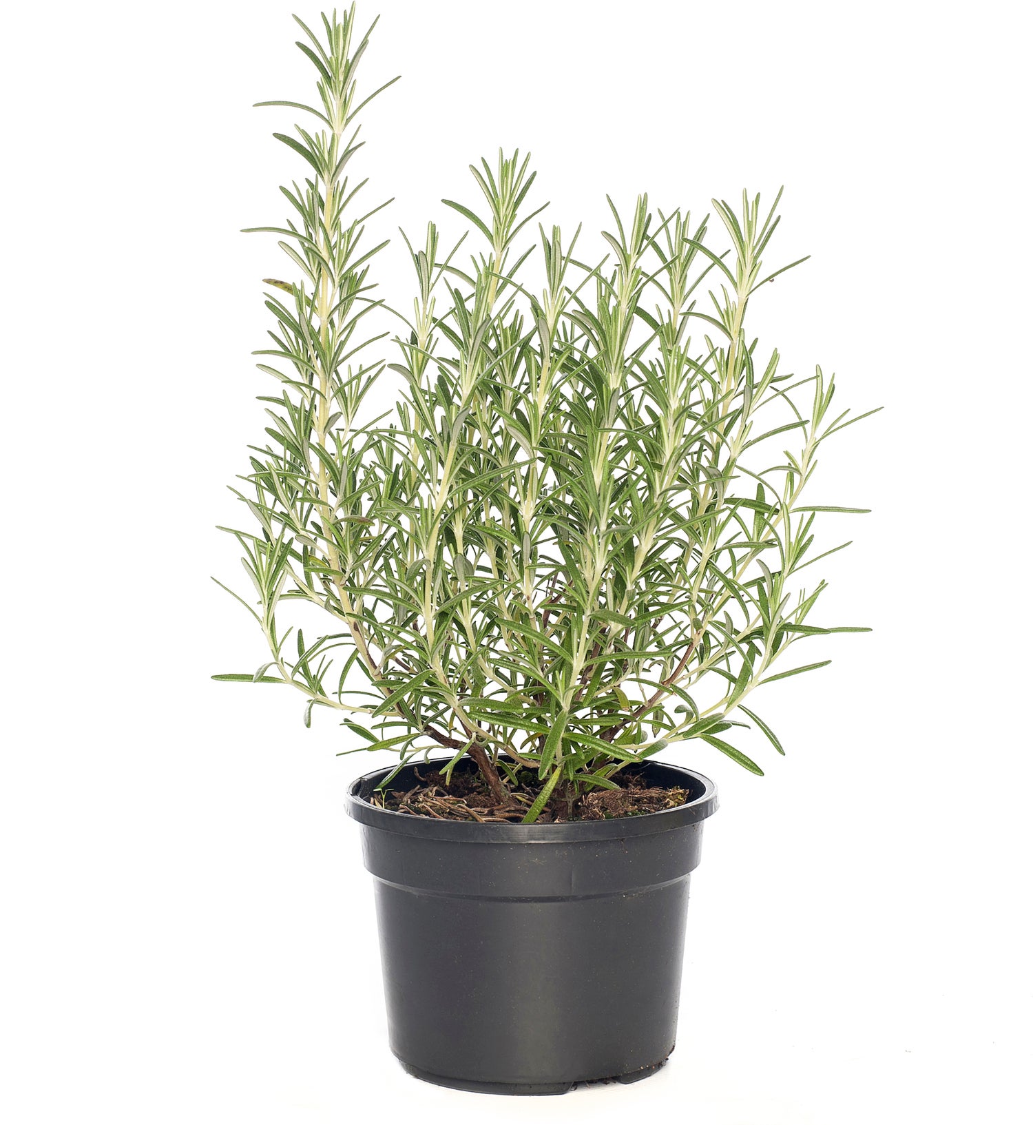 Biologische Rozemarijn (Rosmarinus officinalis 'Blue Winter') D 13 H 15 cm
