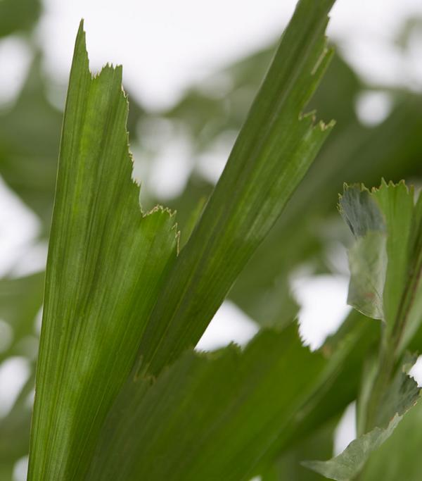 Fischschwanzpalme - Caryota mitis