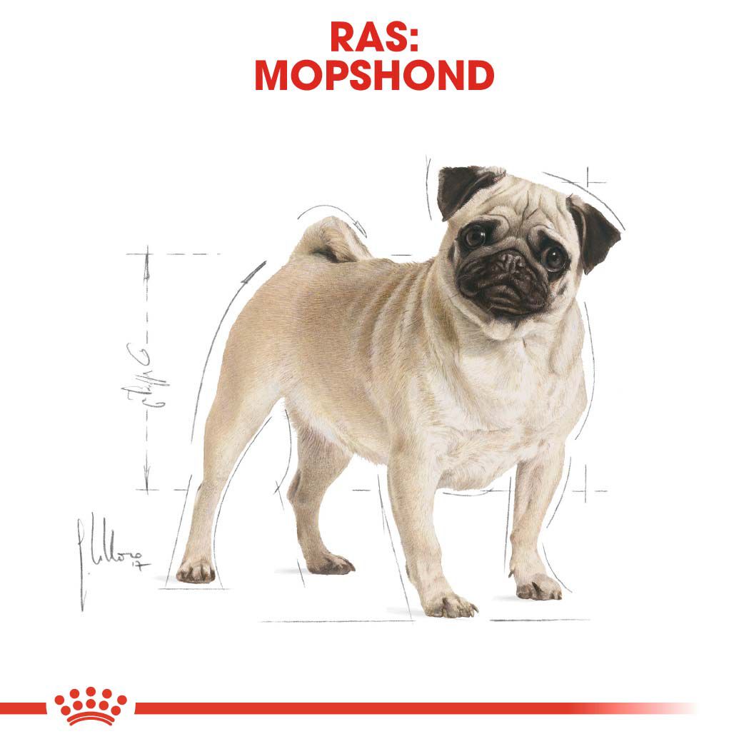 Royal Canin Mopshond Adult - Hondenvoer - 3 Kilogram - gevogelte