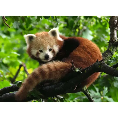 Ravensburger Puzzle - Süßer roter Panda, 500 Teile