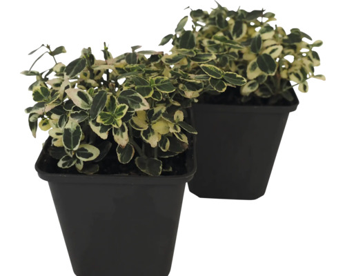 Bonte kruipspindel FloraSelf Euonymus fortunei 'Emerald n Gaiety' 10/15 scheuten Ø 9 cm pot