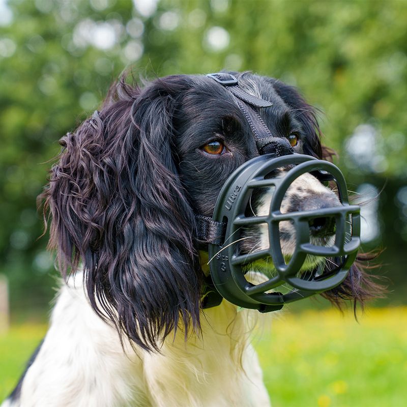 Muselière Baskerville Ultra 2.0 pour chien