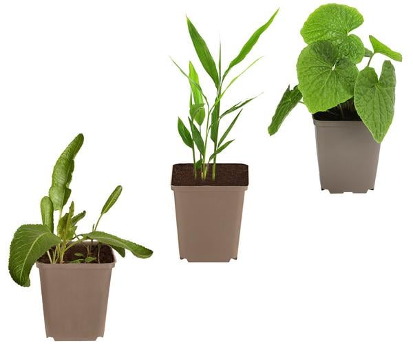 Kräuter-Set Aroma-Spezialisten, 3-teilig